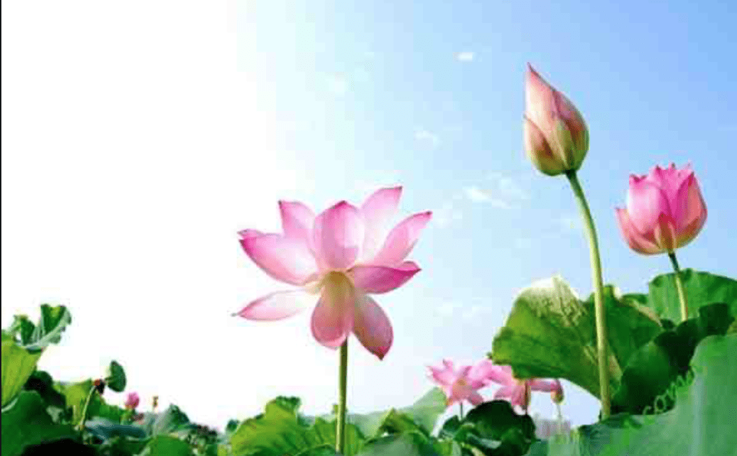   Hoa sen xuat hien trong mo, phai chang than tai dang go cua?