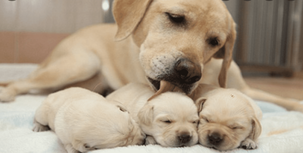 Mơ thấy 7 con chó là điềm báo về điều gì? Mo thay 7 con cho la diem bao ve dieu gi?