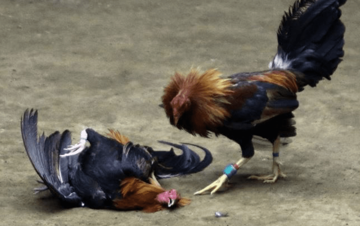  Nguoi choi co the bo tui ngay bi quyet tai Soi ga de thang lon
