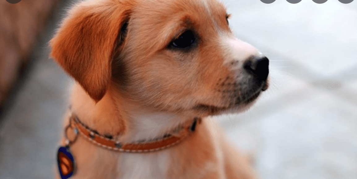 Luận giải bí ẩn đằng sau giấc mơ thấy 4 con chó Luan giai bi an dang sau giac mo thay 4 con cho