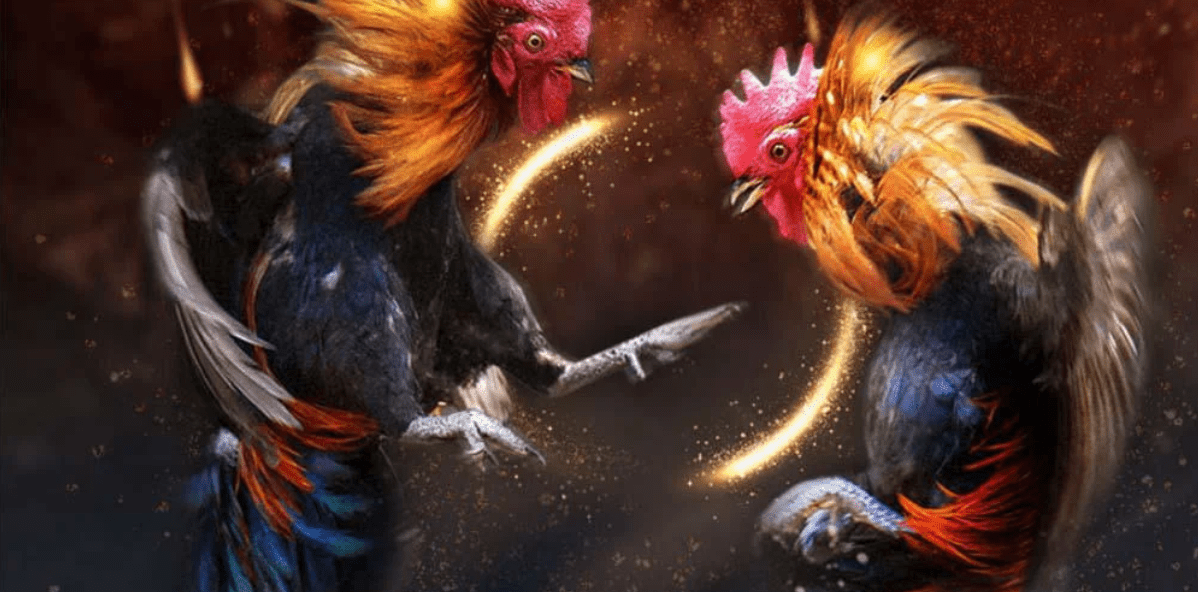 Da ga truc tuyen – hinh thuc giai tri duoc ua chuong gan day